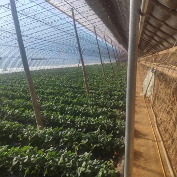 99红颜草莓