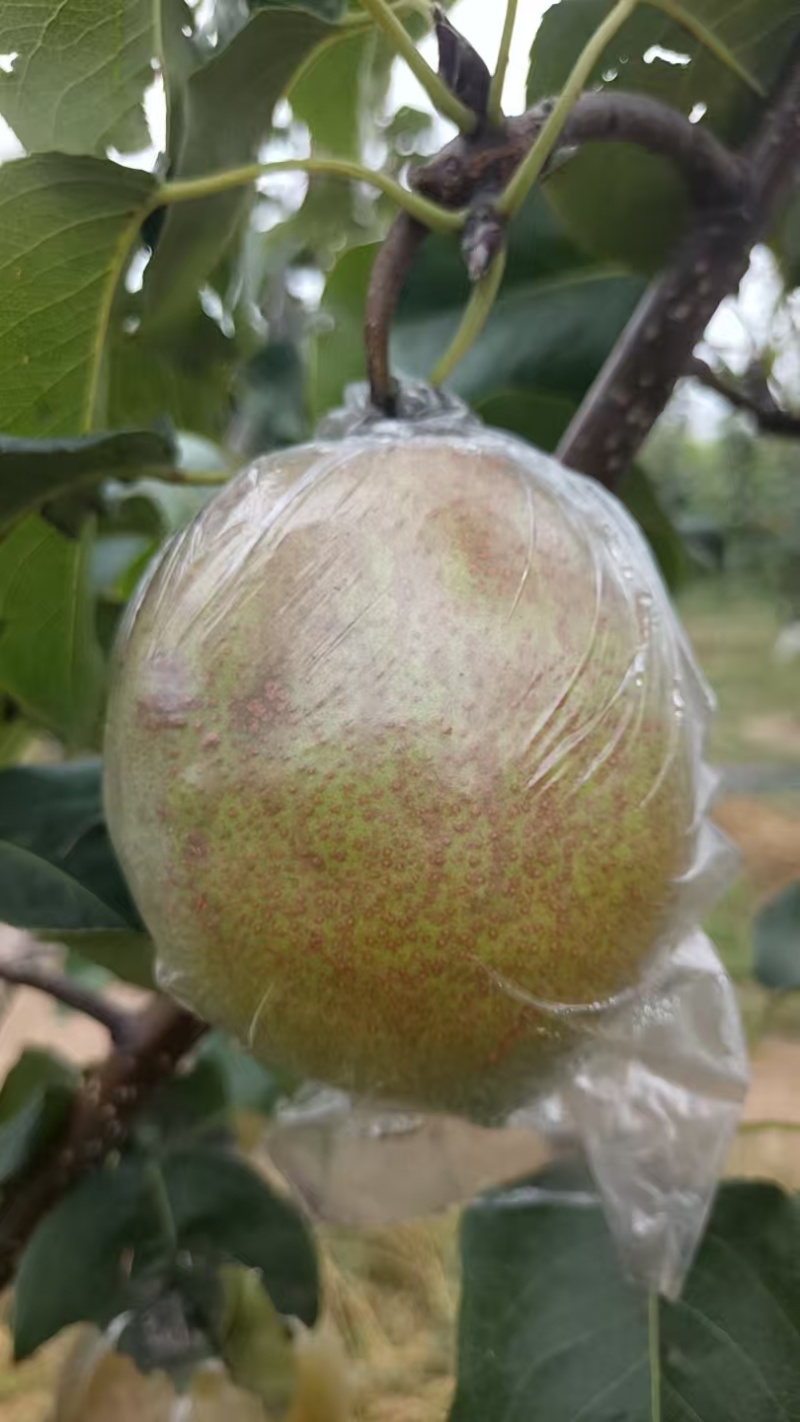 山西玉露香梨