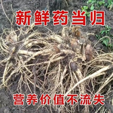 高山药当归现挖现发
