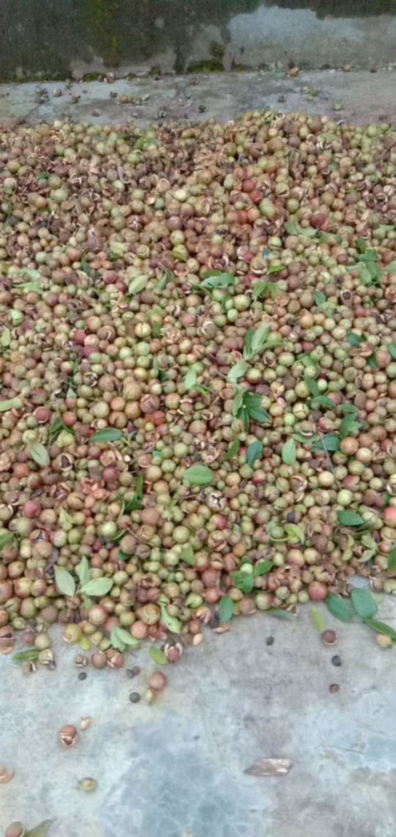 野生细仔山茶油