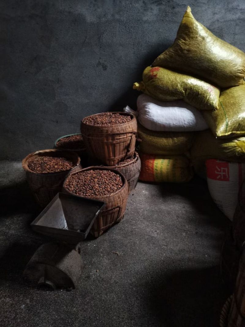 野生细仔山茶油
