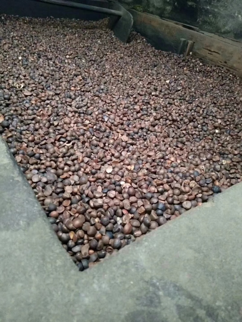 野生细仔山茶油