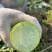 种植基地大青萝卜现货现发，每斤0.55元，欢迎联系