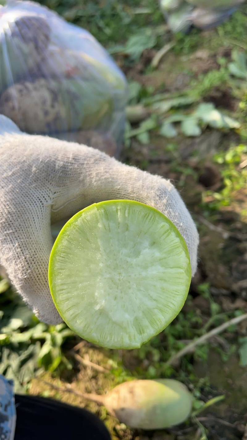 种植基地大青萝卜现货现发，每斤0.55元，欢迎联系