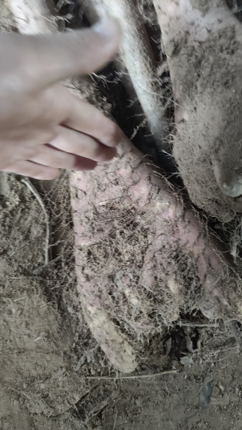 白玉整身饼子佛手山药