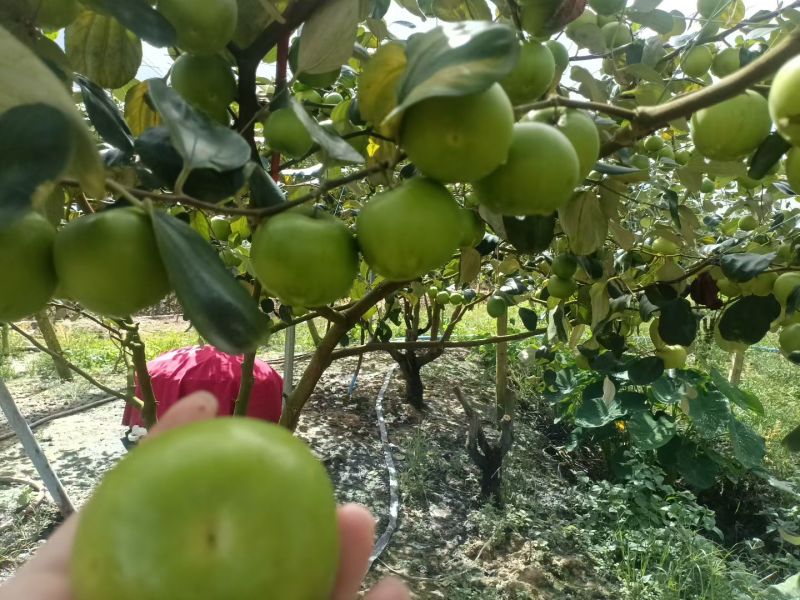 西双版纳苹果枣地处于云南热带高原日照时间长成就其品质优良独特