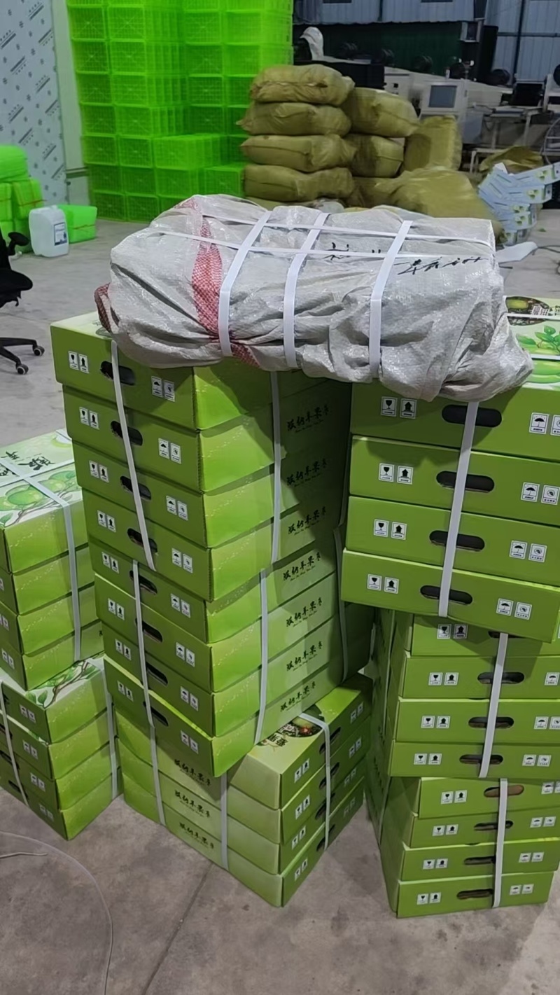 西双版纳苹果枣地处于云南热带高原日照时间长成就其品质优良独特