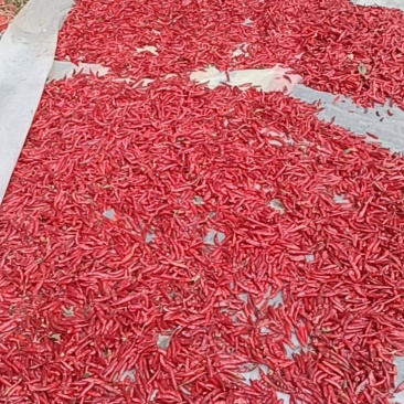 三英朝天椒
