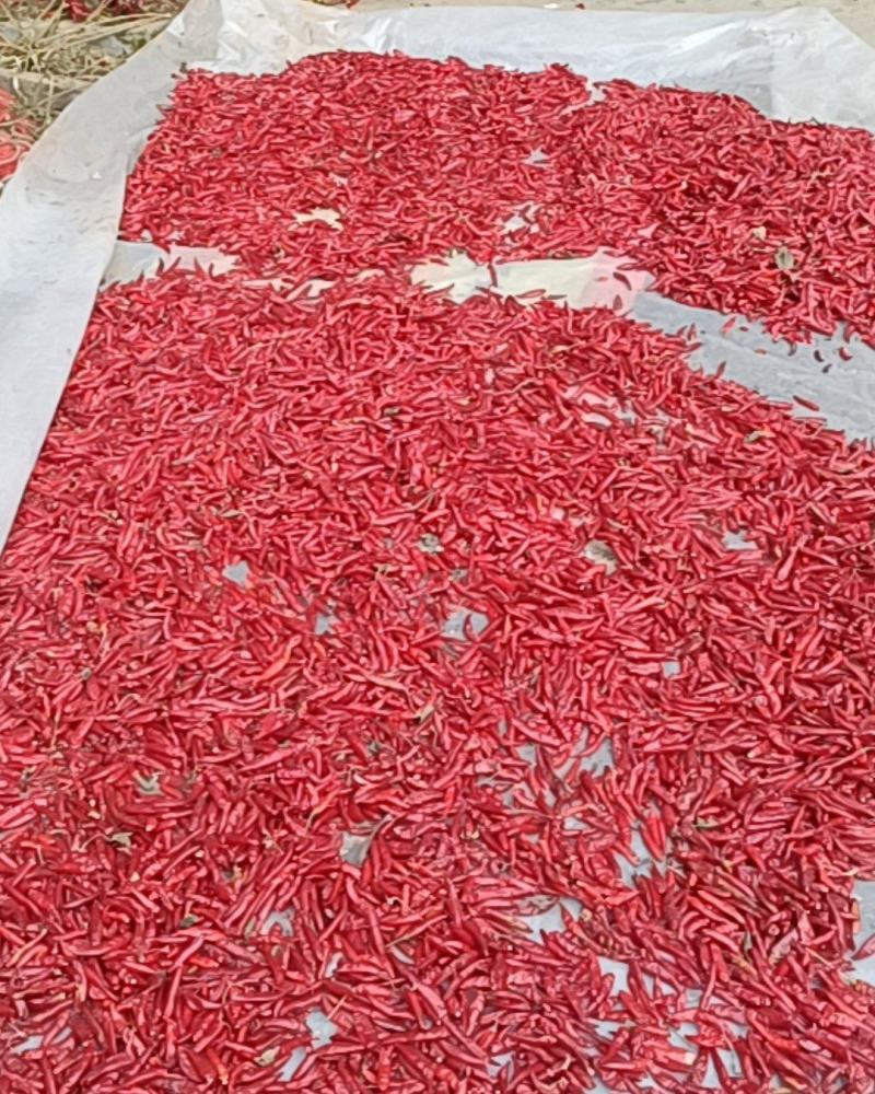 三英朝天椒