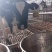 奶公犊