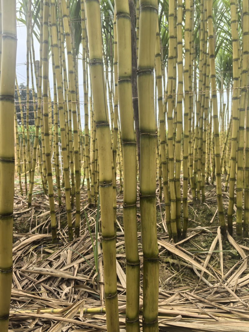 西双版纳甘蔗