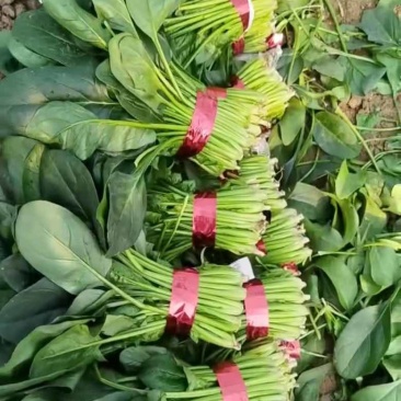 寿光产地菠菜，货源充足稳定，支持大量批发。