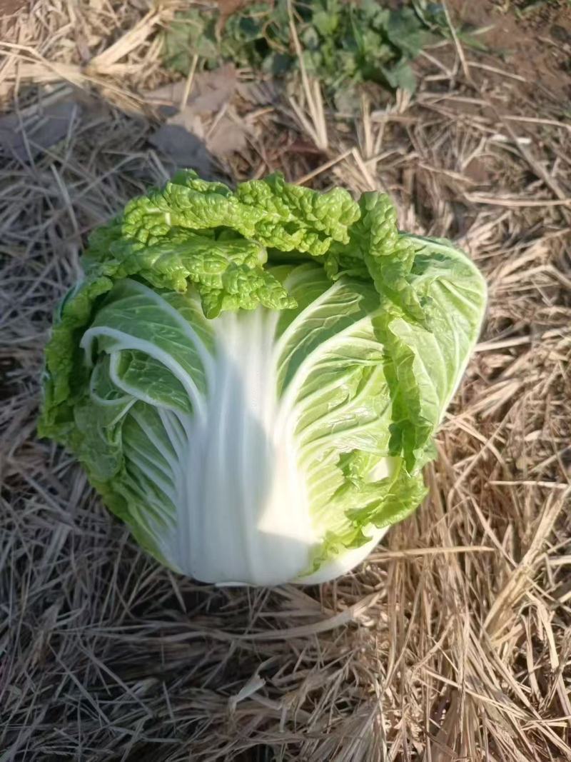 鸡腿白菜狮子头白菜玲珑黄心白菜大量有货现采摘现发