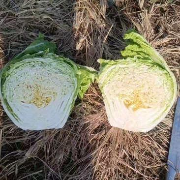 鸡腿白菜狮子头白菜玲珑黄心白菜大量有货现采摘现发