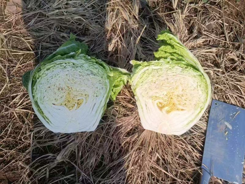鸡腿白菜狮子头白菜玲珑黄心白菜大量有货现采摘现发