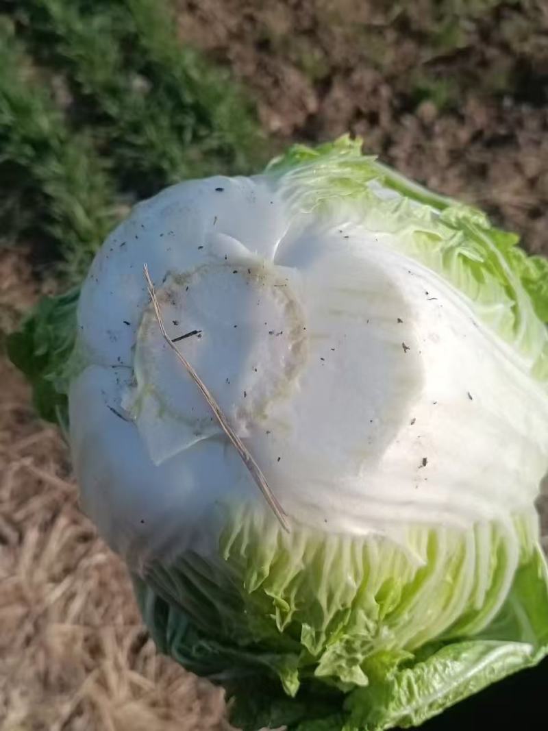鸡腿白菜狮子头白菜玲珑黄心白菜大量有货现采摘现发