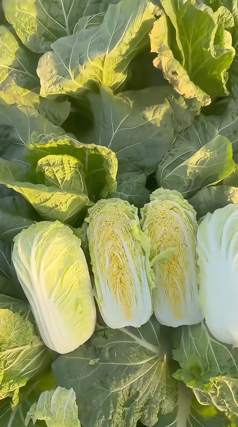 鸡腿白菜狮子头白菜玲珑黄心白菜大量有货现采摘现发
