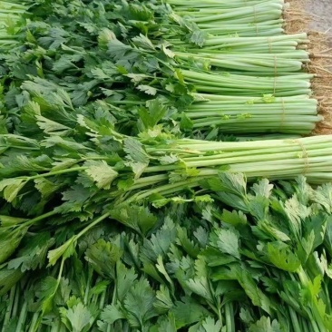 香芹菜大量有货现采摘现发货