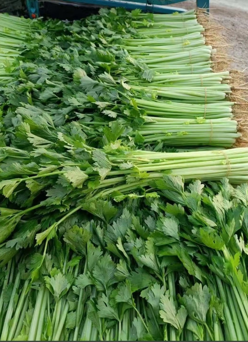 香芹菜大量有货现采摘现发货