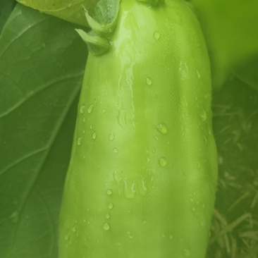 青茄子紫圆茄紫长茄现采摘现发货大量有货