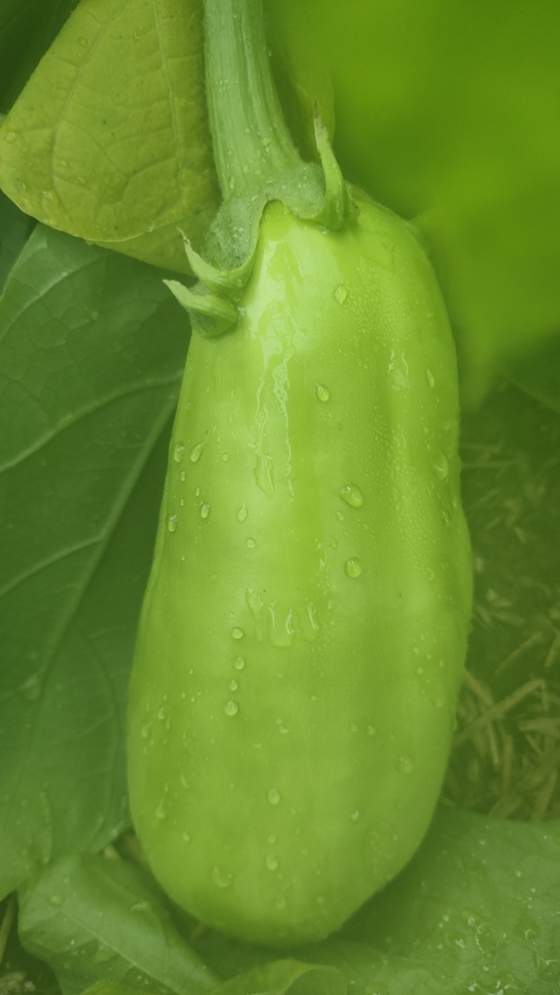 青茄子紫圆茄紫长茄现采摘现发货大量有货