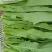 油麦菜