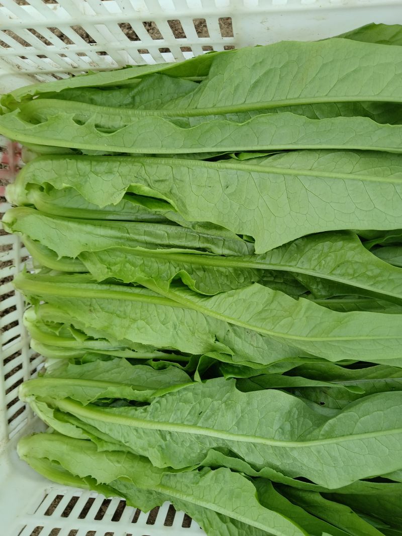 油麦菜