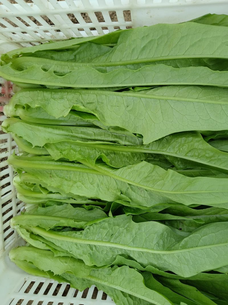 油麦菜