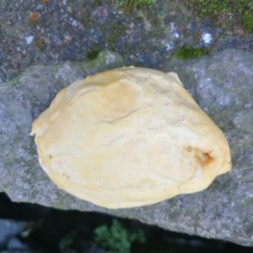 鸡宝
