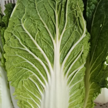 蔬菜生鲜
