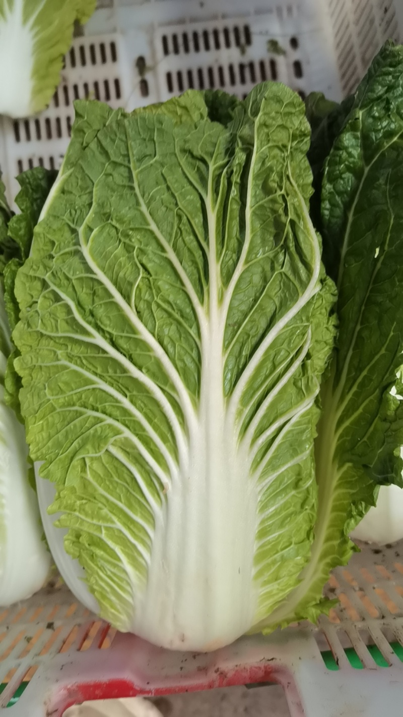 蔬菜生鲜