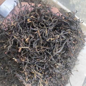 云南大叶种毛峰红茶