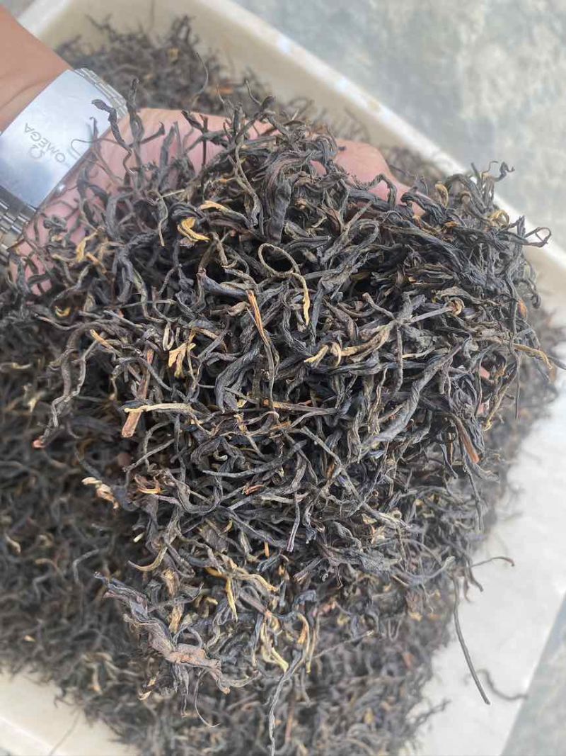 云南大叶种毛峰红茶