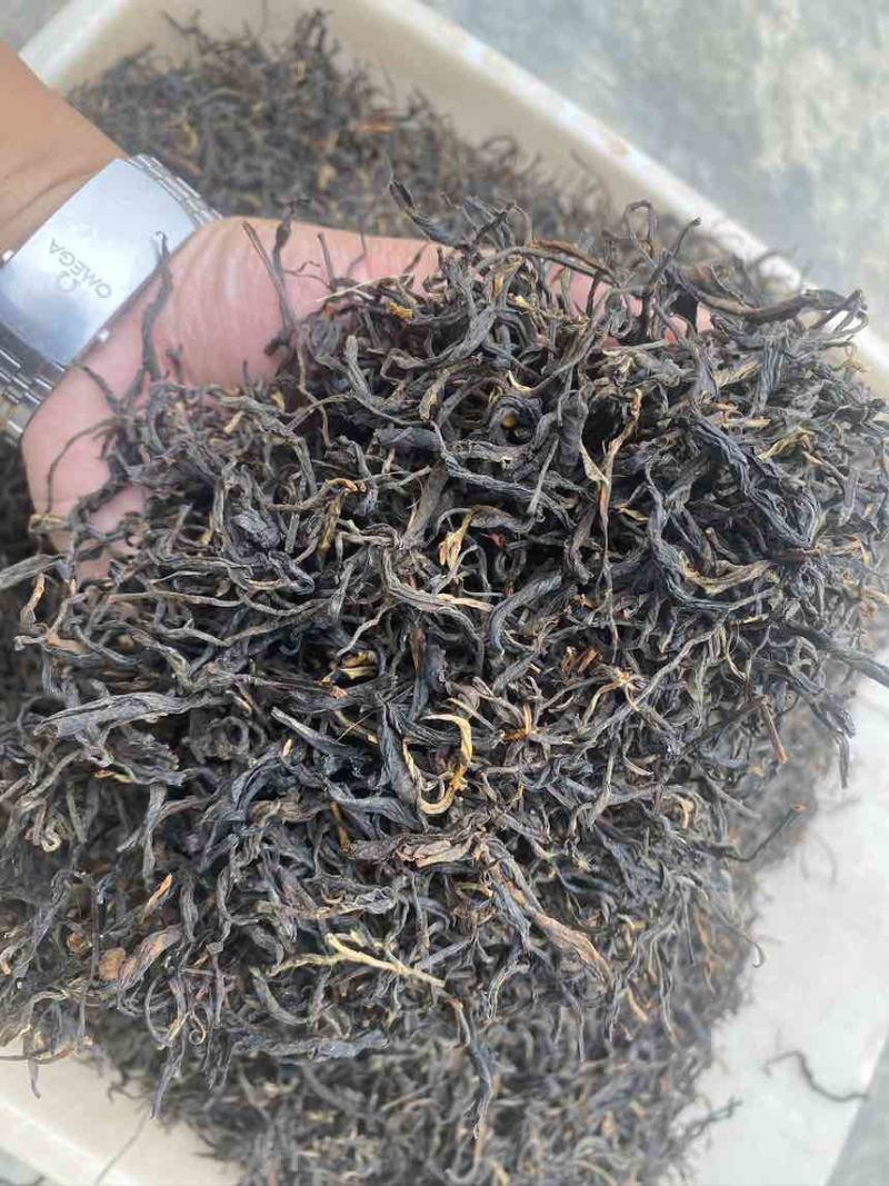 云南大叶种毛峰红茶