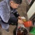 野生老树茶油