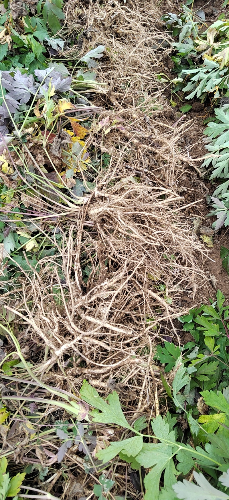 野生前湖
