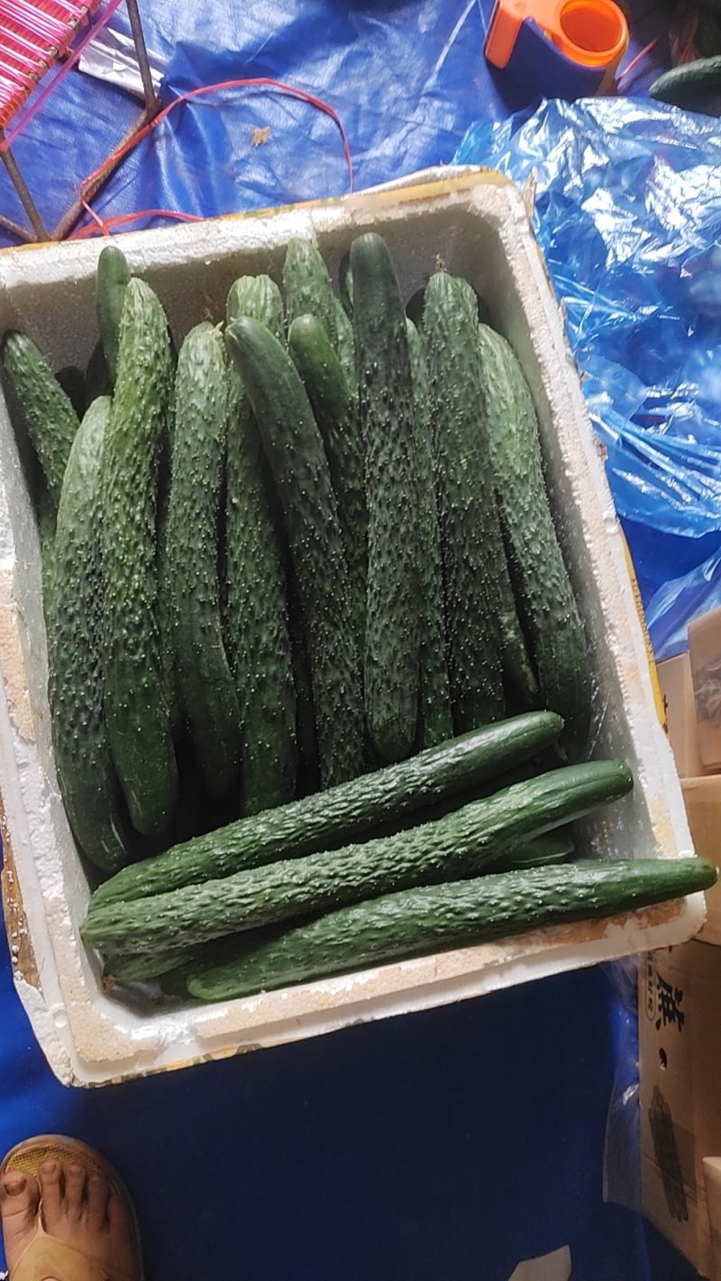 广东省湛江市新鲜黄瓜，现摘现发