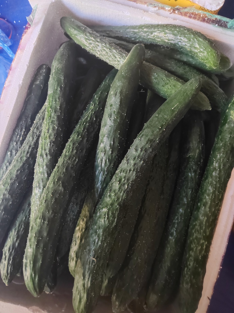 广东省湛江市新鲜黄瓜，现摘现发