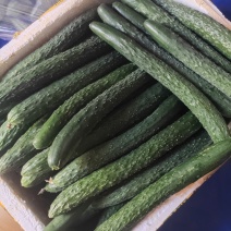 广东省湛江市新鲜黄瓜，现摘现发