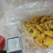 金丝皇菊