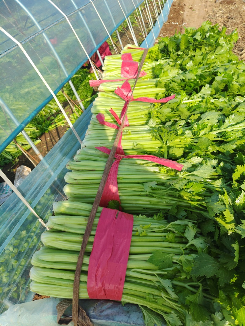 芹菜，西芹