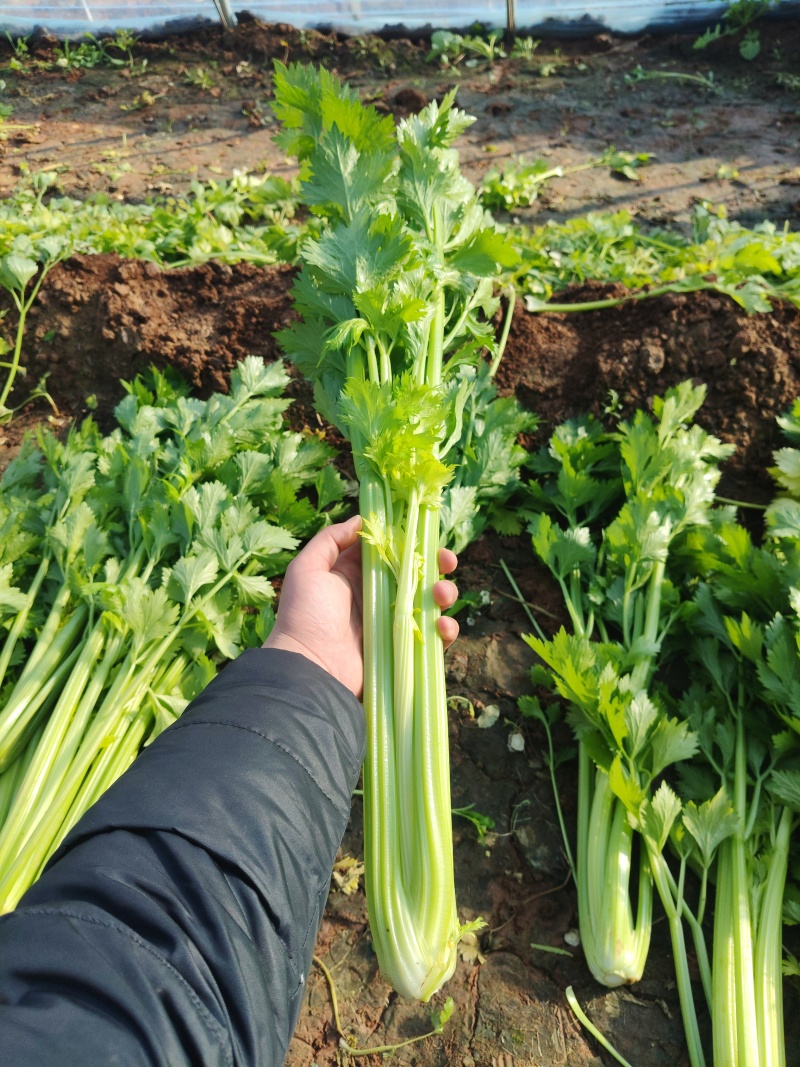 芹菜，西芹