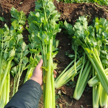 芹菜，西芹