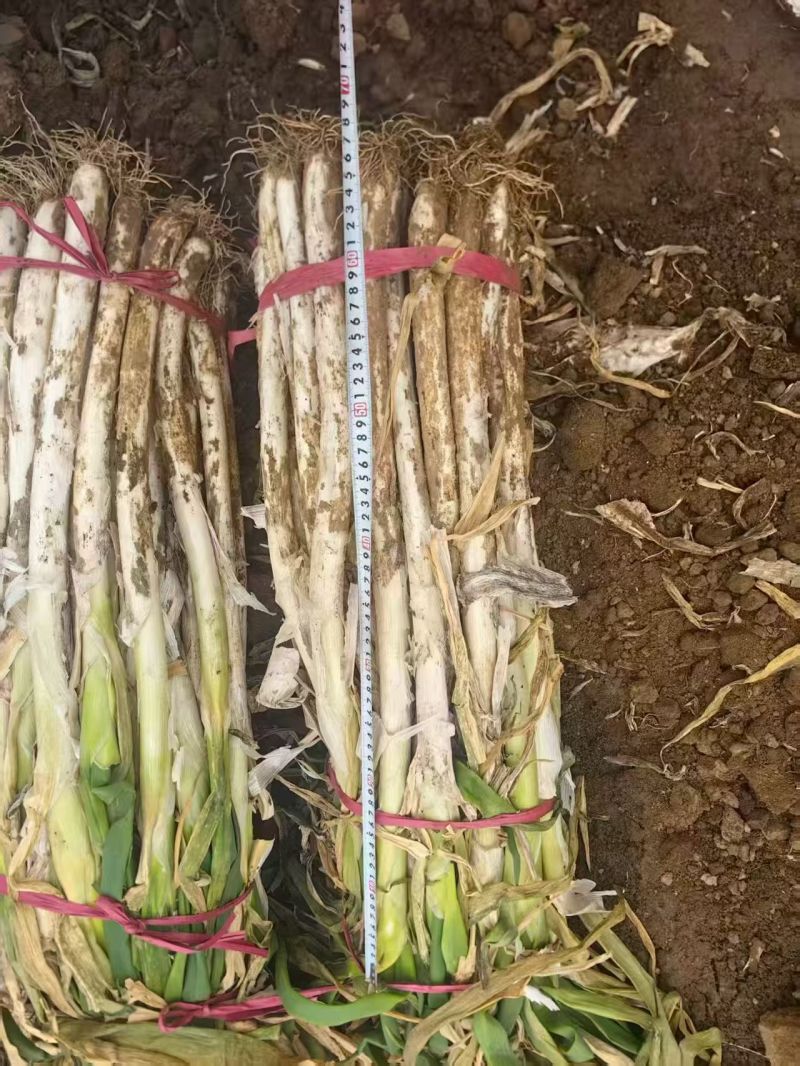 精品长白发葱