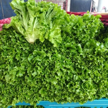 大叶生菜