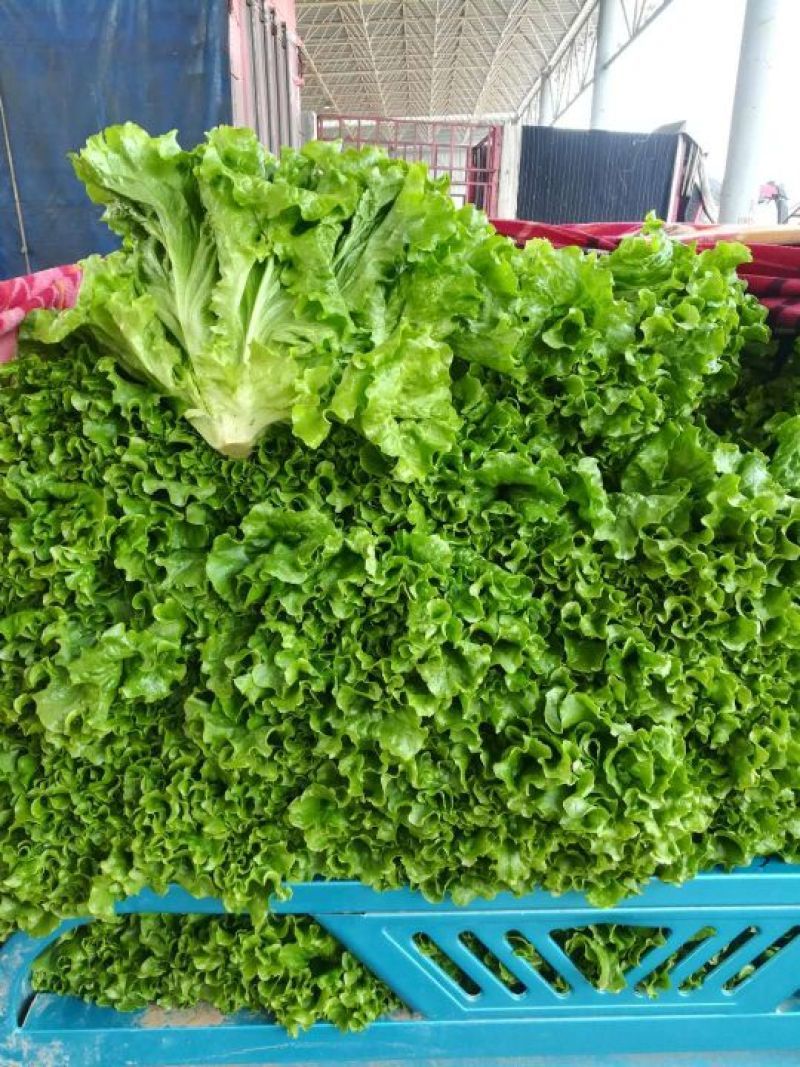 大叶生菜