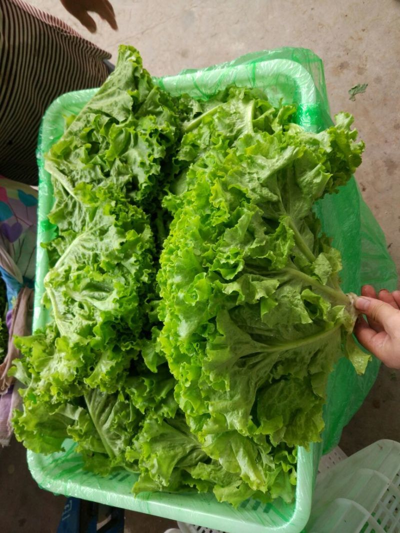大叶生菜