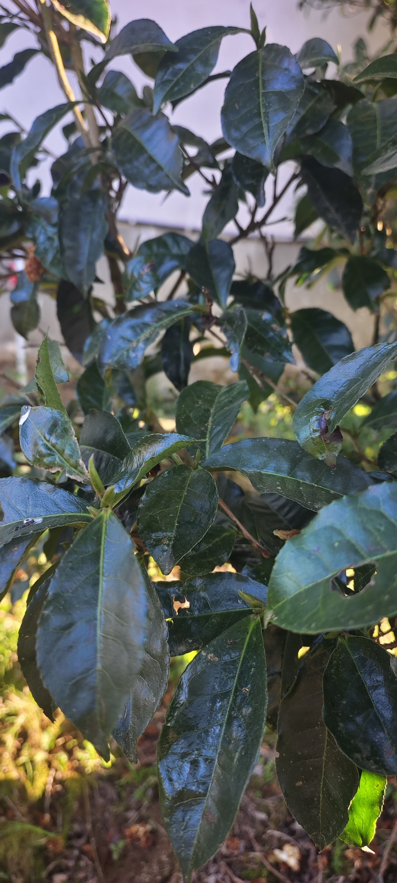 千年古树茶