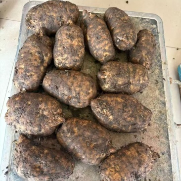 云南昭通小草坝天麻