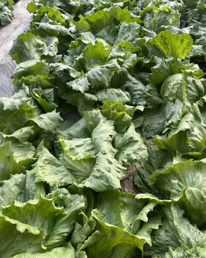 生菜高温棚便宜处理